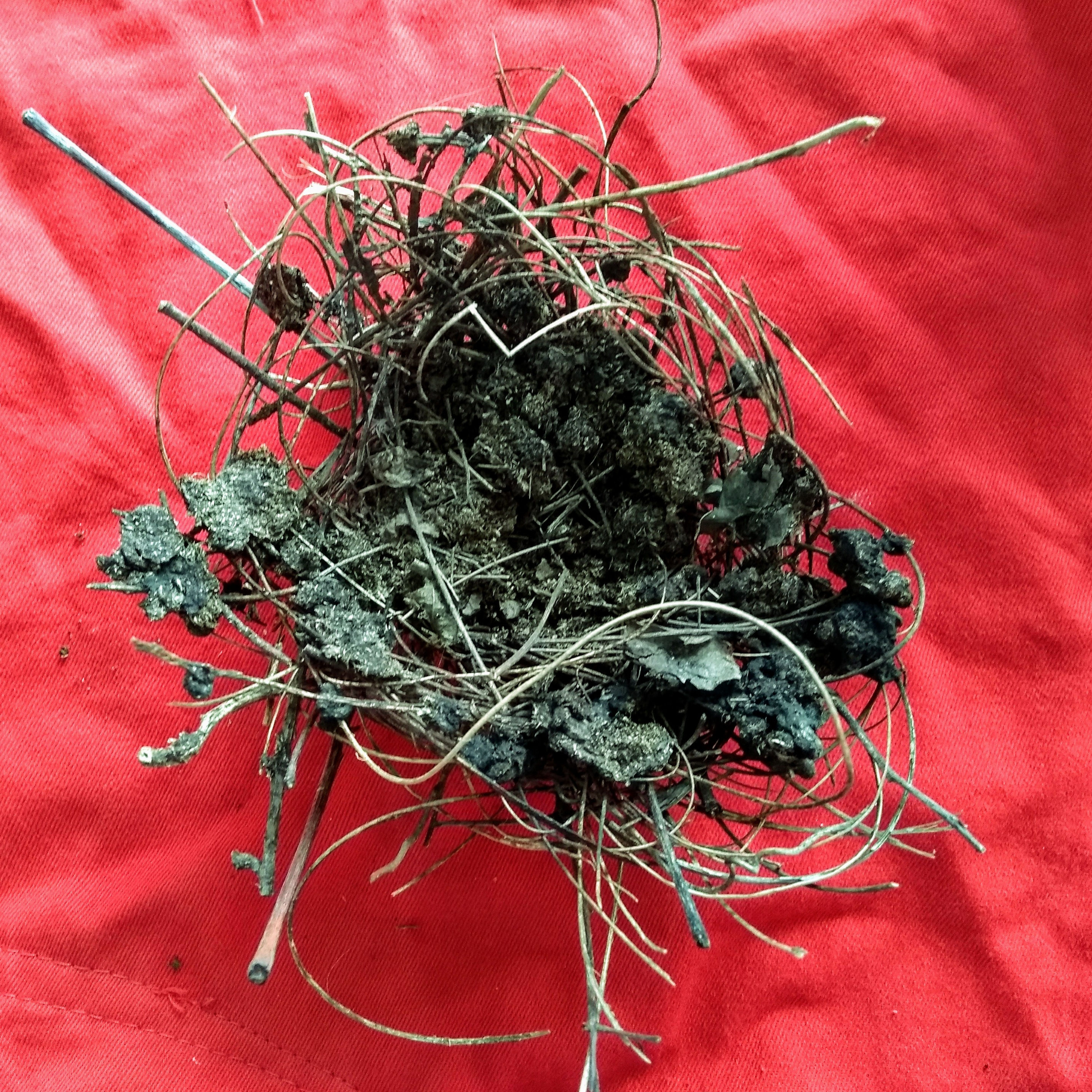 nido acogimiento soledad belcuore